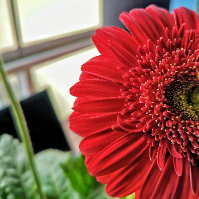 Libro: Wakuraba Libro: Wakuraba