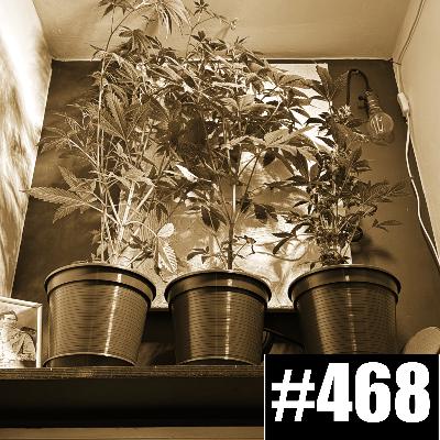 #468 Honigbrot - der gesunde Fressflash