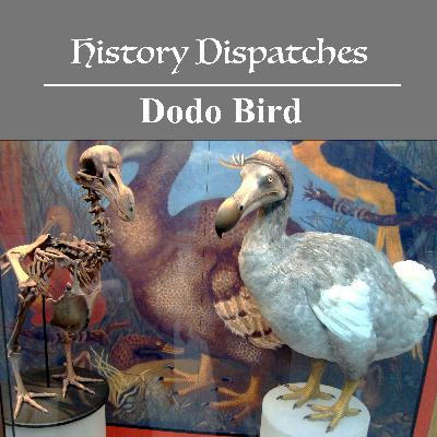 Dodo Bird