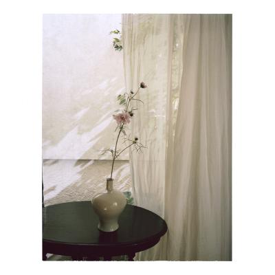 【第７回】秋桜