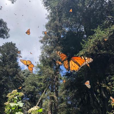 Dört Kelebek Hikayesi