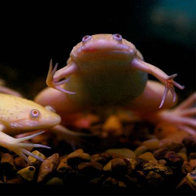 The curious case of the frog and your granny's pregnancy The curious case of the frog and your granny's pregnancy