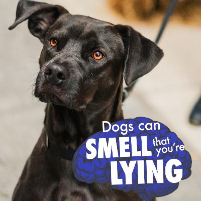 Can dogs smell that you're lying?