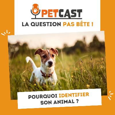 Pourquoi faut-il identifier son animal ?