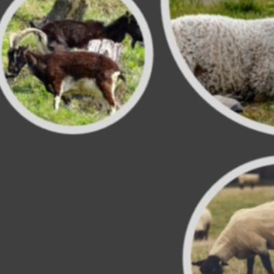 What Did Jesus Mean By Goats And Tares In Contrast To Sheep And Wheat Episode Three (with sub-caps)?