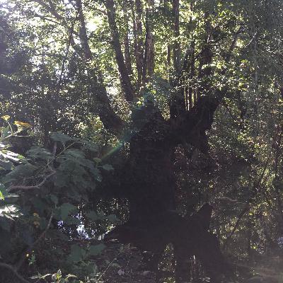 Fluir 7:30 #Río #Meditación #Esencia #YOSOY