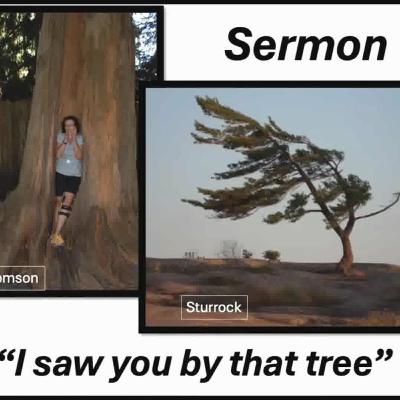 'I saw you by that Tree' | Rev. Carolyn McAvoy