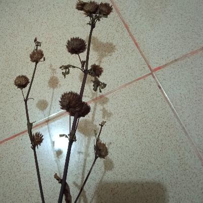 Yang pasti tapi lagi lagi