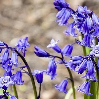 New Series - Naturefile - Bluebells