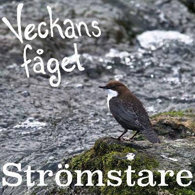 Strömstare