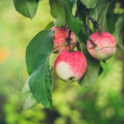 Episode 120: The Tree of Life