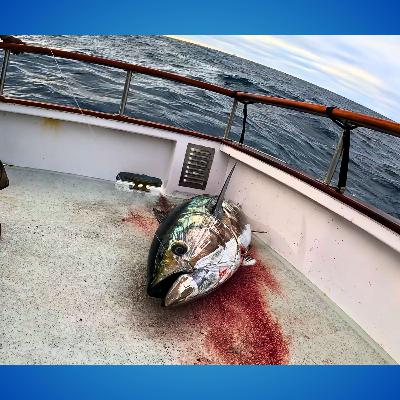 GIANT Bluefin Tuna’s in San Diego On The Producer Out of H&M Landing