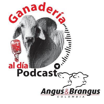 Episodio 56 | Juan Peláez : Brangus: Precocidad + Reconcepción rápida + BONOS 🏆