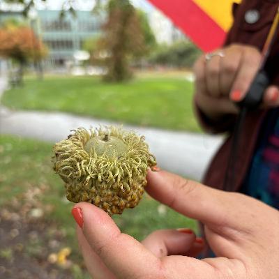 Eats Wild Episode 7: Acorns are not just for squirrels