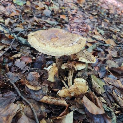 Sound Escape 242. Footsteps though a beechwood full of fungi Sound Escape 242. Footsteps though a beechwood full of fungi