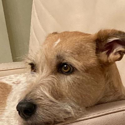 DAZ5 Dein benotetes Diktat zu ie und Komma vor weil