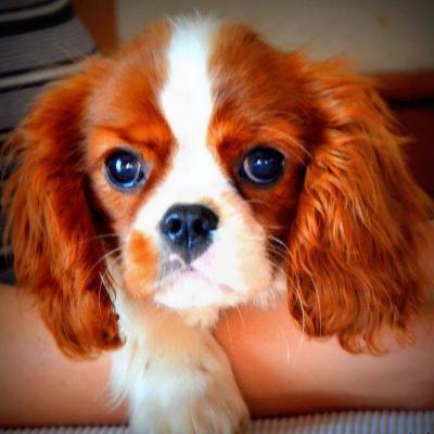 ZADOVOLjSTVO U TEKSTU - Vašingotnska razglednica ZADOVOLjSTVO U TEKSTU - Vašingotnska razglednica