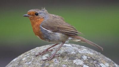 BirdWatch Ireland’s Irish Garden Bird Survey