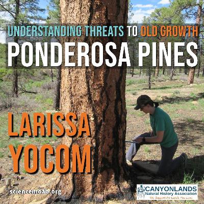 Understanding Threats to Old Growth Ponderosa Pines