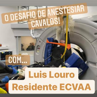 O desafio de anestesiar cavalos!