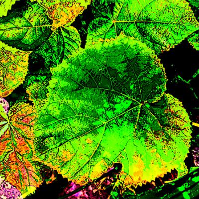 Paulownia Leaf (naviarhaiku627) Paulownia Leaf (naviarhaiku627)