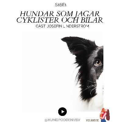 Säsongsstart S16: Hundar som jagar cyklister och bilar Säsongsstart S16: Hundar som jagar cyklister och bilar