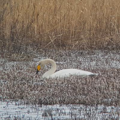 Spring Rain on the Swan Pond