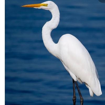 Inmóviles como garzas. 2 poetisas irlandesas