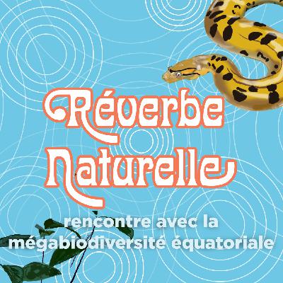 Rencontre avec la mégabiodiversité équatoriale : l'anaconda vert, avec Damien Lecouvey
