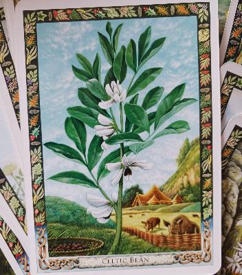 Episode 22-Mindful connection and magic beans