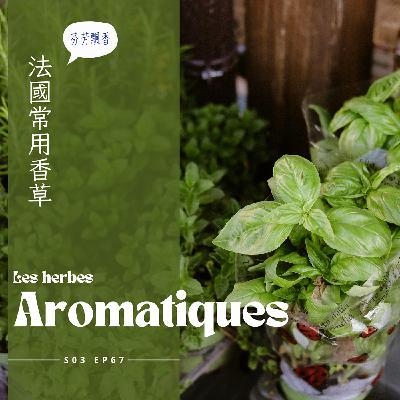EP067 羅勒、百里香、牛至，又香又有療效，養不活的香草還是一盆一盆買