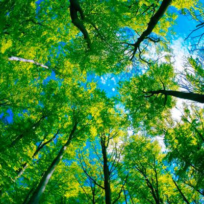 Podcast on Video 1: Investigating Trees