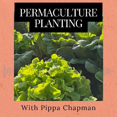 Episode 364: Permaculture Planting