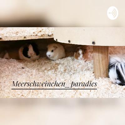 Tipps zur Anschaffung von Meerschweinchen 💖