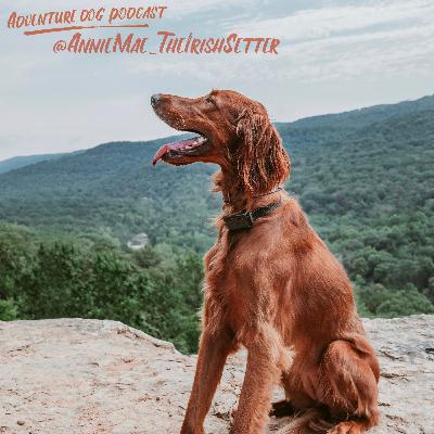 Mallory & Will and AnnieMae @AnnieMae_TheIrishSetter