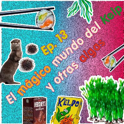 El mágico mundo del Kelp (y otras algas)