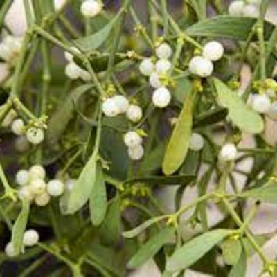 The Mystery of Mistletoe!