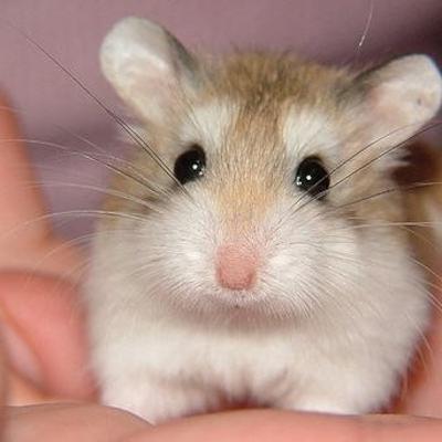 Hamster Horrors Hamster Horrors