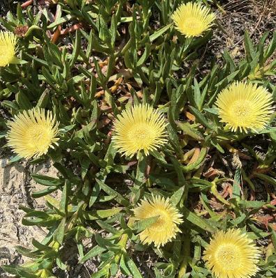 Ep 59: Intro to Earthen Plaster