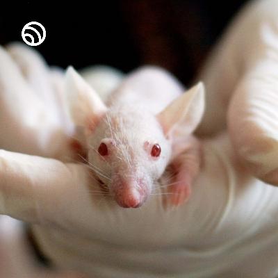 How to scare a mouse with fruit #mouse #wildlife #nature