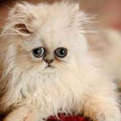 yuTUBER PODCAST. EP2 The new podcast