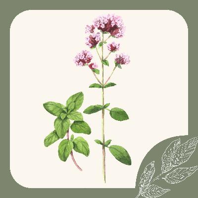 Herb Notes: The Benefits of Oregano