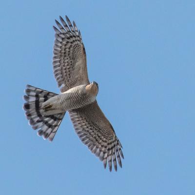 Commotion of Coots Episode 4: The Sparrowhawk Commotion of Coots Episode 4: The Sparrowhawk