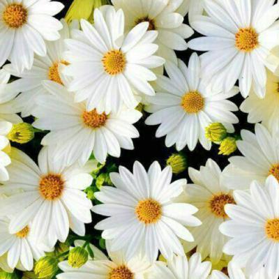 Listener will share what they wish were invented.