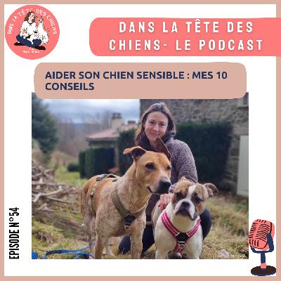 Aider son chien sensible : Mes 10 conseils