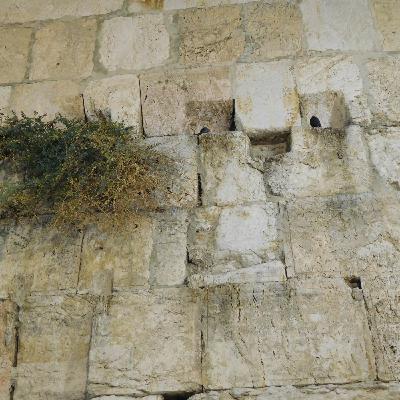 Episode 239:  על ידי תפילה קונים את הכל
