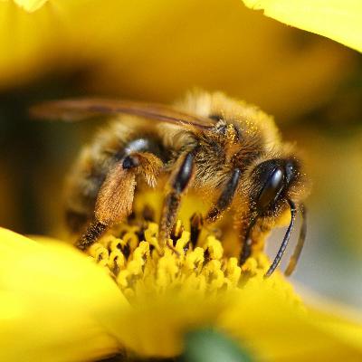 Was die Grünen in Deutschland verändern | Hörfahrstuhl