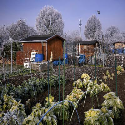 Sound Escape 264. Take the afternoon off by pottering in an allotment