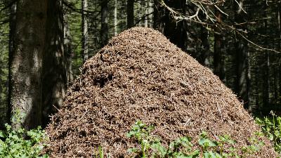 Царь Соломон