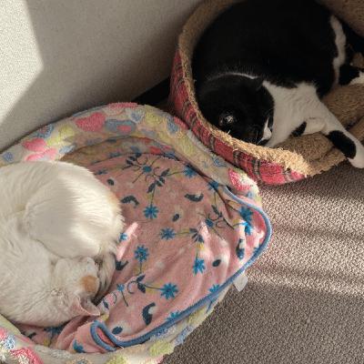 猫生も色々。気にかける②⭐︎直感を磨くためのヒント✨10分朝ワーク♪ 猫生も色々。気にかける②⭐︎直感を磨くためのヒント✨10分朝ワーク♪